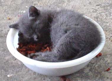 asleepfoodkitty.jpg