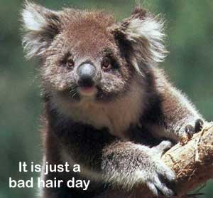 badhairdaykoala.jpg