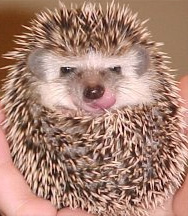 hedgehog.jpg