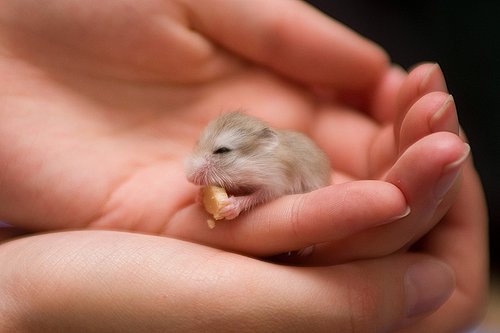 baby_hampster.jpg