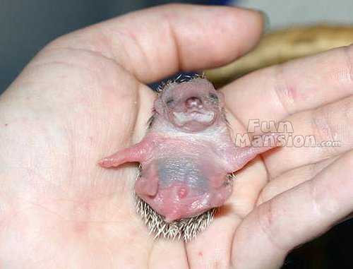 BabyHedgehogs1.jpg