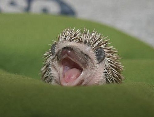 BabyHedgehogs3.jpg