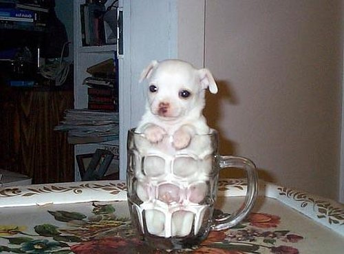 beerpup.jpg