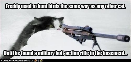 birdhuntingcat.jpg