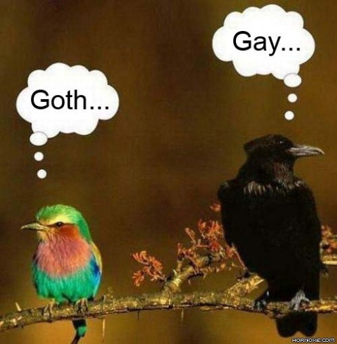 birds.jpg