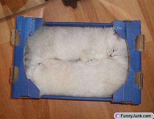 boxofkittens.jpg