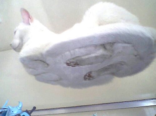 cat-on-glass.jpg