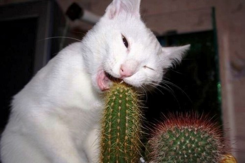 catcactus.jpg