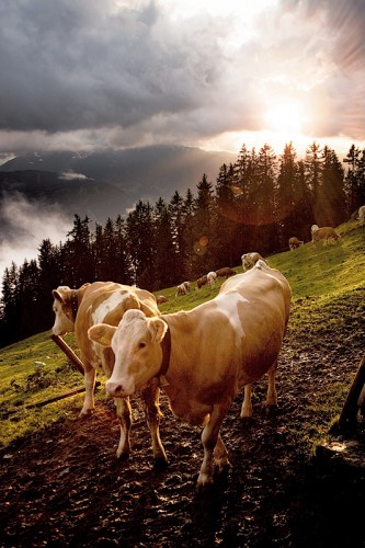 cows_in_the_sun.jpg