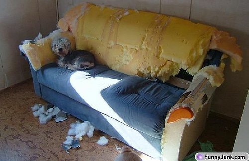 dogcouch.jpg