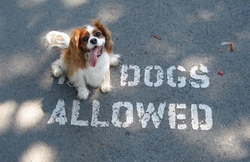 dogs_allowed.jpg