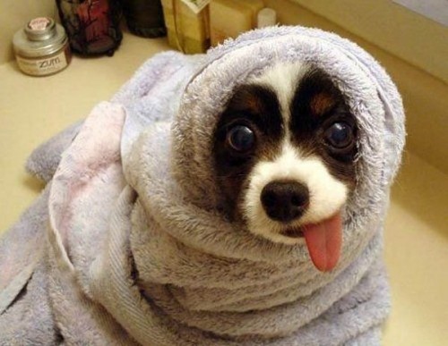 dogtowel.jpg