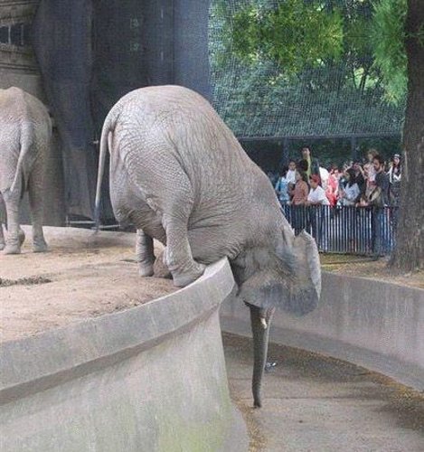 elephant.jpg