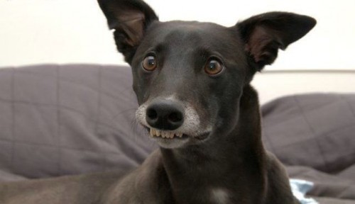 funnyfacedog.jpg