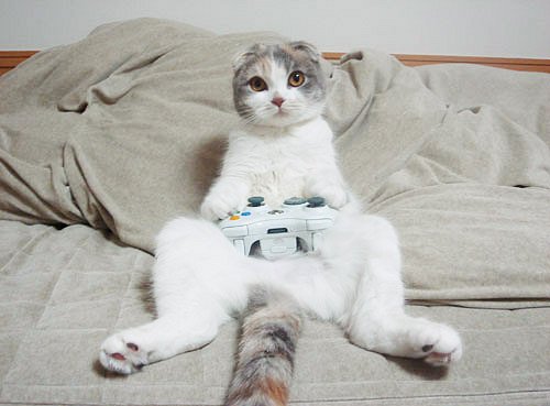 gamer_cat_2.jpg