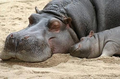 hippo.jpg