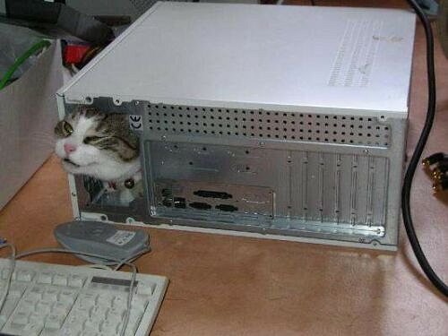 itcat.jpg