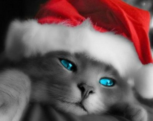 Kitty Xmas.jpg