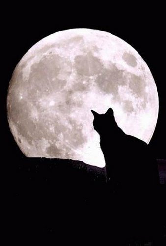 mooncat.jpg