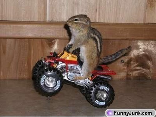 motorcyclesquirrel.jpg