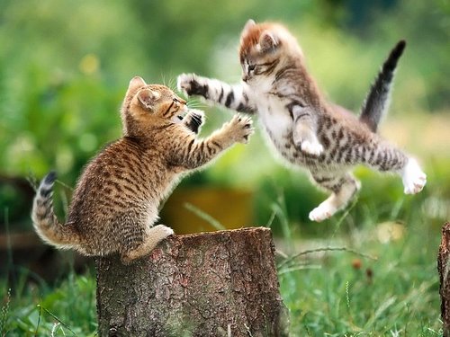 real_cat_fight.jpg