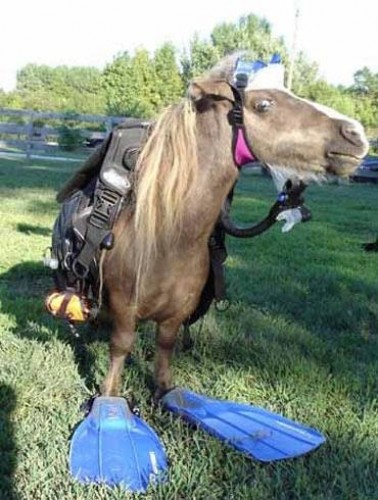 scuba_horse.jpg