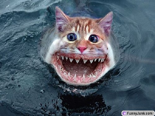 sharkcat.jpg