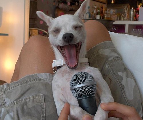 singing_dog.jpg