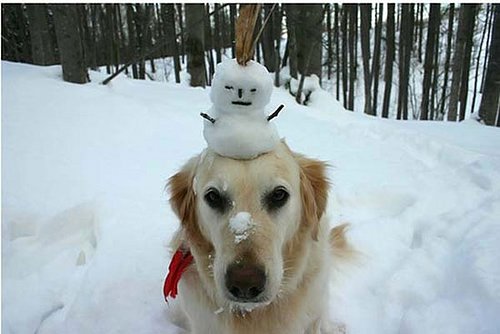 snowmandog.jpg