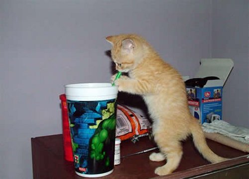 thirsty_kitten.jpg