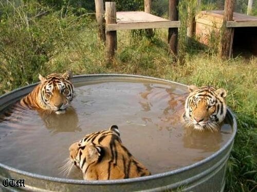 tub_o_pussy.jpg