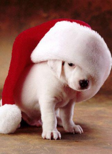 xmas_puppy.jpg