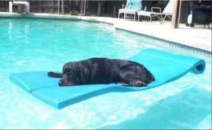 waterdog.jpg